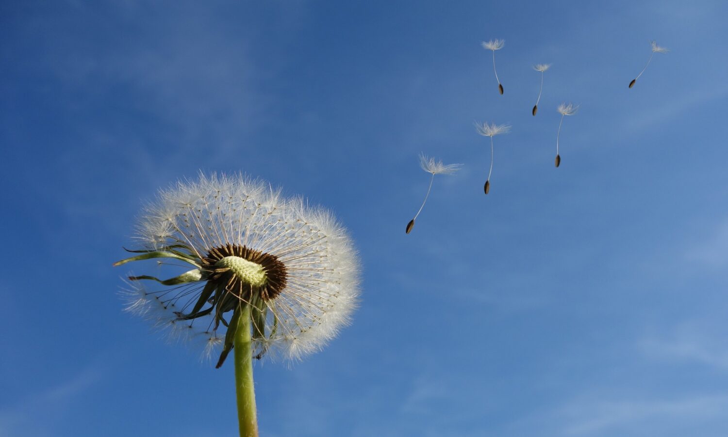 空に飛び立つたんぽぽの種