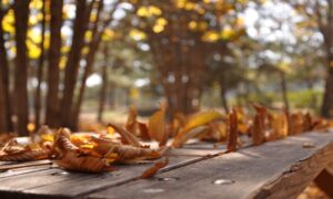 落ち葉が乗った木のテーブル