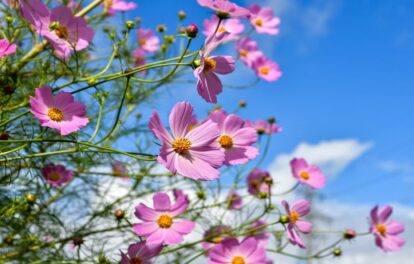 コスモス(秋桜)