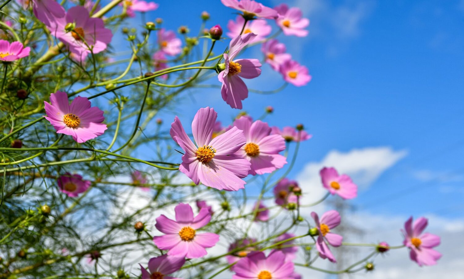 コスモス(秋桜)