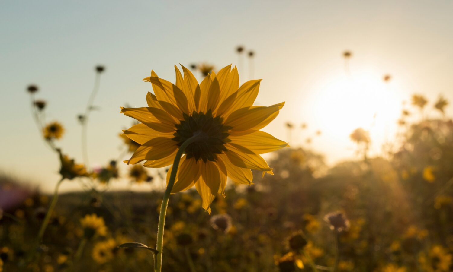 夕日を見つめるひまわり