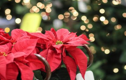 12月を代表する花、ポインセチア
