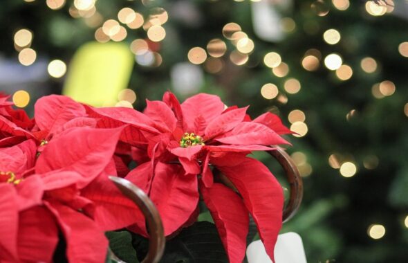 12月を代表する花、ポインセチア
